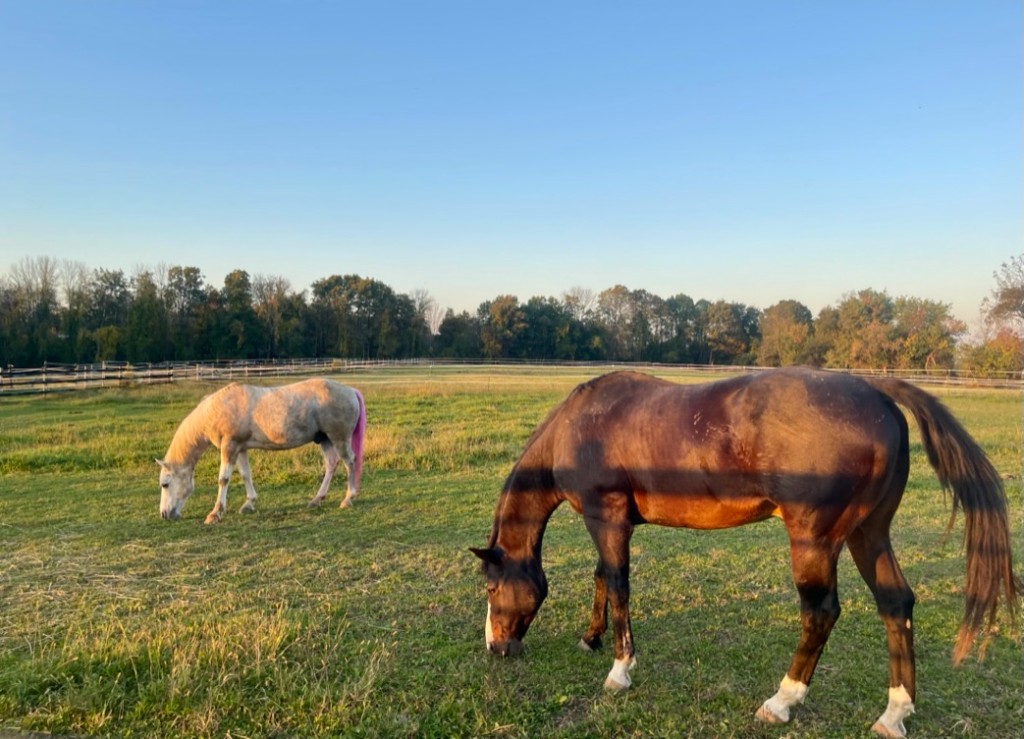 Horses grazing in a paddock at Furlyn Farm