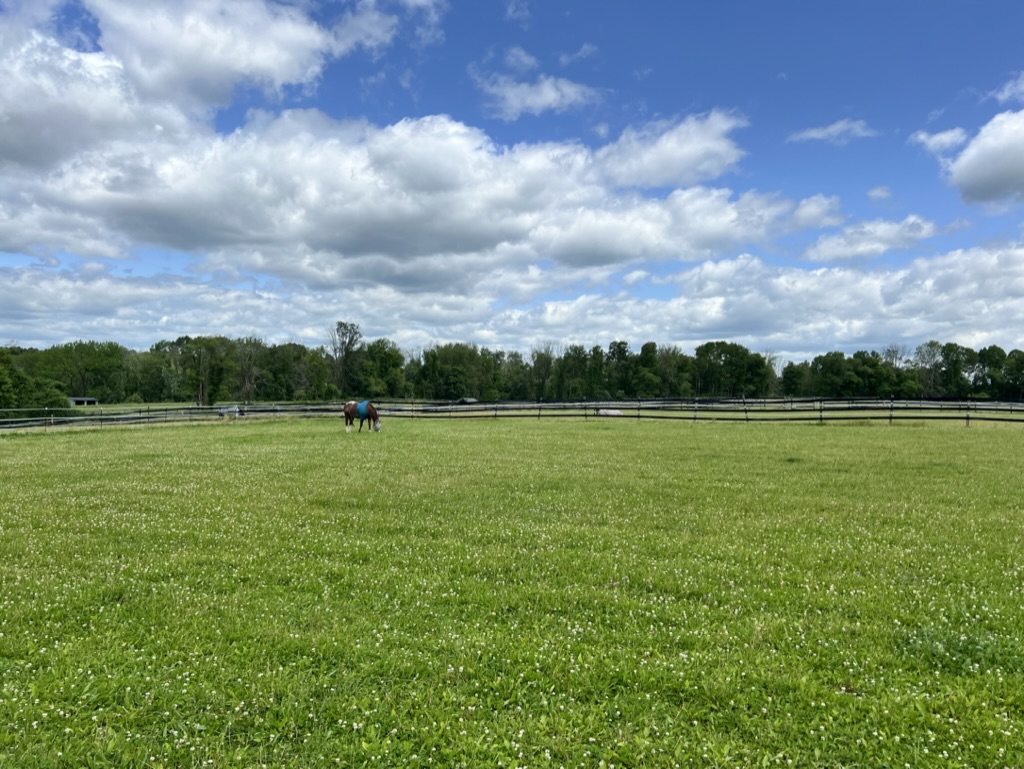Lush turnout field with fence and trees