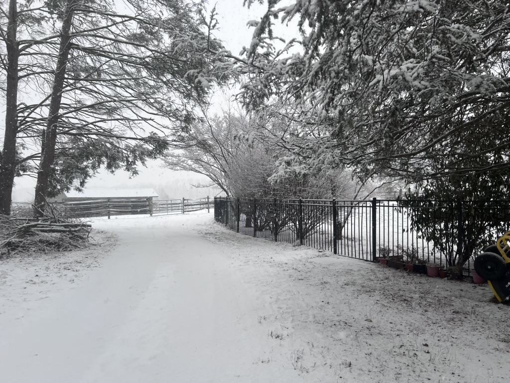 Snow-covered path and trees along the farm fence
